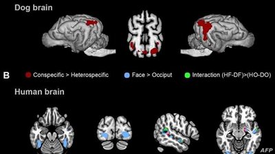 كان مفاجأة لهم.. علماء يتوصلون لسر تميز دماغ البشر على الثدييات الأخرى المشابهة