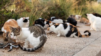 القصة الكاملة لتسميم قطط نادي الجزيرة.. رواد التواصل الاجتماعي يوجهون انتقادات واسعة للمسؤول عن الحادث.. والنادي والطب البيطري يكشفون حقيقة الأمر