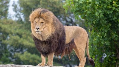 جدل على مواقع التواصل الاجتماعي في الجزائر بسبب أسد (فيديو)