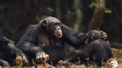 3 قرود شمبانزي يتحدثون بكلمات بشرية (فيديو)