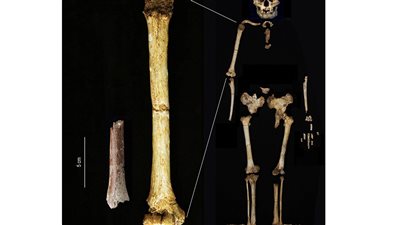 اكتشاف حفريات نادرة للبشر الأوائل في إندونيسيا 