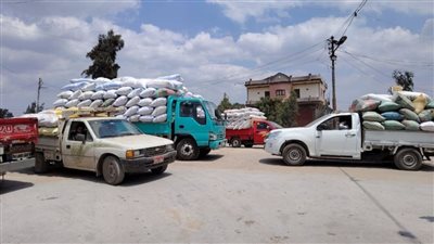 توريد 620 ألف طن قمح لصوامع الشرقية