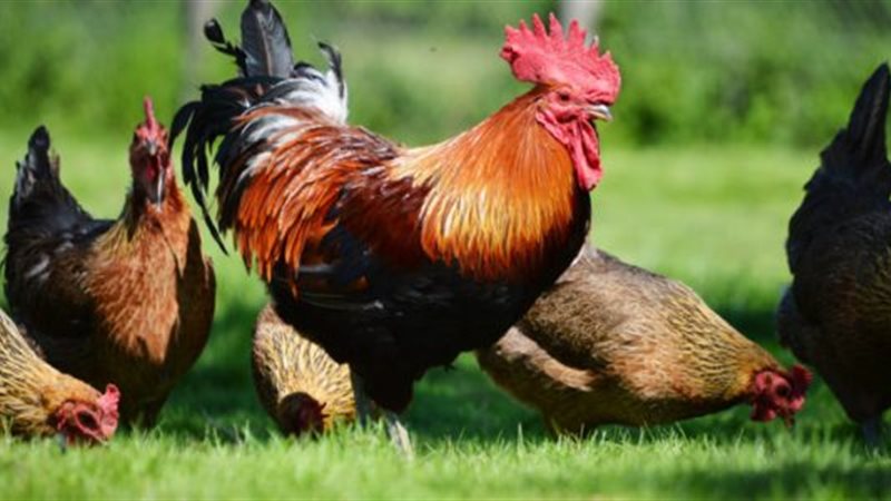 أسعار الدواجن اليوم