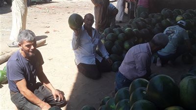 من 8 إلى 60 جنيها حسب النوع والكمية، أسعار البطيخ بأقدم وكالة لسوق الجملة بالاسكندرية (فيديو)