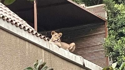 بعد إخلاء سبيل مربي أسد المعادي، إجراءات حيازة الحيوانات المفترسة والعقوبة المتوقعة