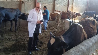  بيطري الفيوم يحصن 166 ألف رأس ماشية ضد الحمى القلاعية