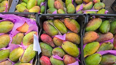 العويسي ترتفع 5 جنيهات، تعرف على أسعار 18 نوعًا من المانجو بالأسواق