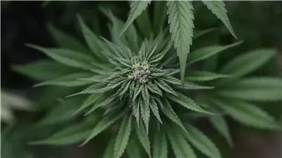 مجرمون بريطانيون يستخدمون محلات ومكاتب مهجورة 