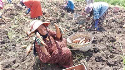 فرحة مزارعي الدقهلية بموسم حصاد البطاطا (فيديو وصور)