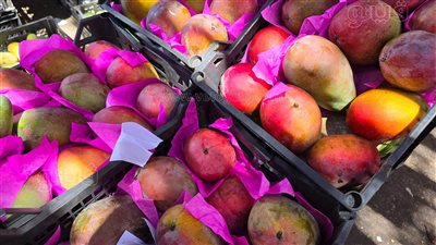 زيادة تصل لـ 10 جنيهات، لماذا ارتفعت أسعار المانجو بالأسواق؟