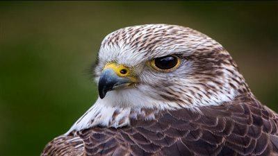 تفسير حلم الصقر في المنام وعلاقته بالرزق والمكانة المرموقة 