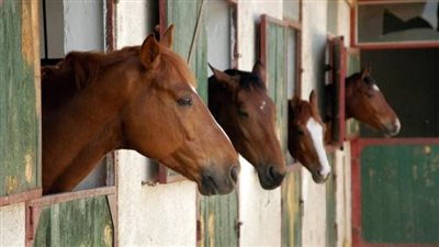  دراسة حديثة تكشف عن تخطيط الخيول لمستقبلها مثل البشر