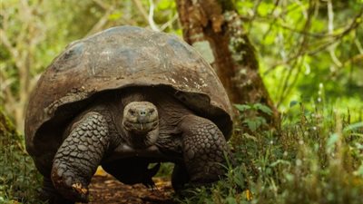 ولادة سلحفاة عملاقة من الأنواع المهددة بالانقراض في فرنسا