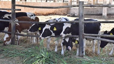 إنشاء مركز لأبحاث علوم الحيوان بمحافظة أسيوط (فيديو)