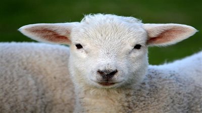 تيودورو، ظهور أول خروف معدل وراثيا في إسبانيا