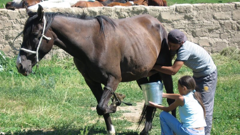 حليب الخيل 