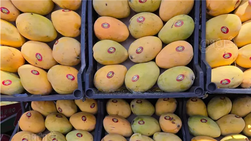 أسعار المانجو اليوم