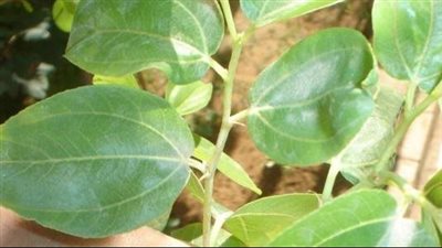 فوائد ورق السدر، يقضي على التوتر ويقوي المناعة 