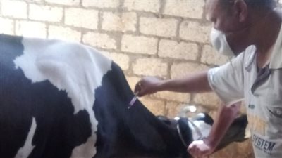 تحصين 571 ألف رأس ماشية ضد الحمى القلاعية والوادي المتصدع بالبحيرة