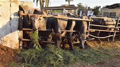 الزراعة تصدر 751 ترخيصا جديدا لأنشطة ومشروعات الإنتاج الحيواني والداجني