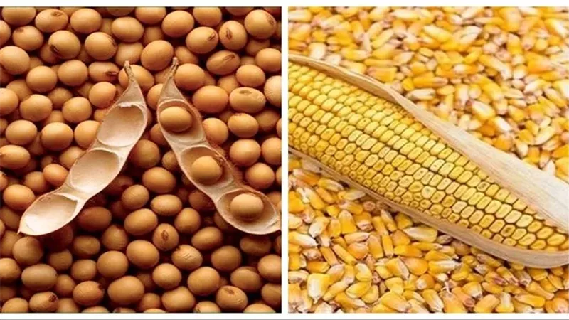 أسعار الأعلاف والحبوب