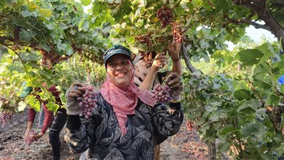 عناقيد لولي وكريستال منورة على الشجر، موسم حصاد العنب الكريمسون من مزارع الدقهلية (فيديو وصور) 