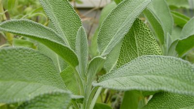 فوائد الميرمية للنساء، تخفف أعراض الدورة الشهرية وانقطاع الطمث