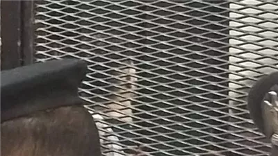 محامي أحمد فتوح يطالب بإخلاء سبيله للصلح مع أسرة المجني عليه 