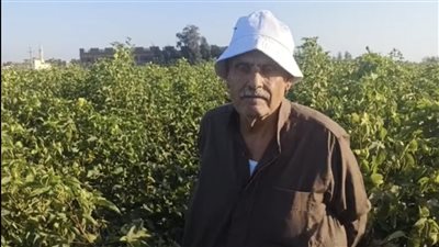 زراعة القطن، مشاكل مزارعي الدقهلية بسبب الحشرات والآفات (فيديو وصور) 