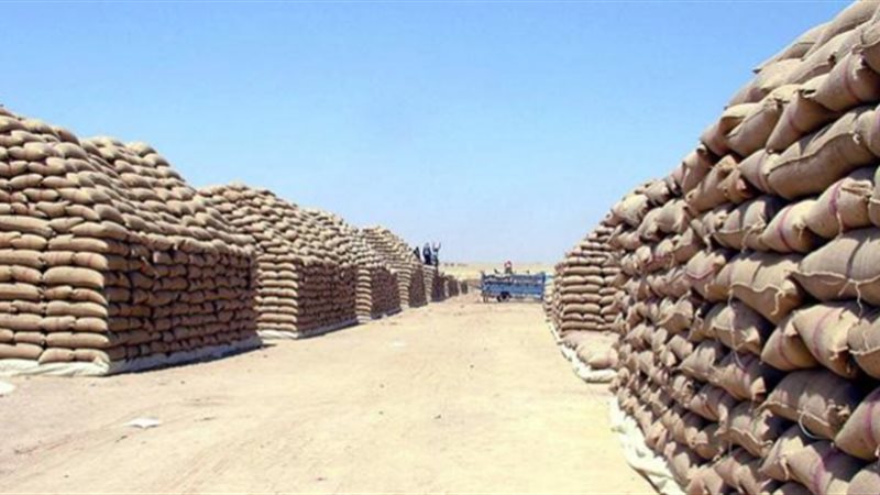 مصر أكبر مستورد للقمح،