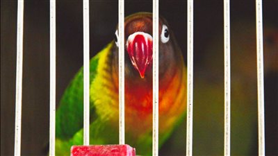 تربية العصافير «مهنة وتجارة».. «كريم» يكشف أفضل الأنواع وأغربها وطرق تغذيتها والعناية بها.. وأسعارها تبدأ من 300 جنيه (فيديو)