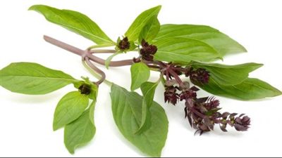 فوائد الريحان، يعالج نزلات البرد والأنفلونزا ويحمى من السرطان وأمراض القلب