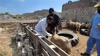 تحصين 199280 رأس ماشية ضد الحمى القلاعية والوادي المتصدع بالدقهلية (صور) 