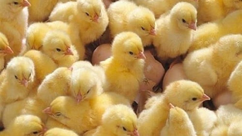 ارتفاع سعر الكتكوت