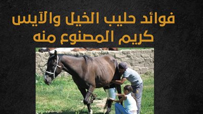 فوائد حليب الخيل والآيس كريم المصنوع منه (إنفوجراف)