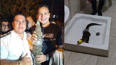 بعد العثور على تمساح البدرشين وإثارة الرعب بين المواطنين.. كيف نظم القانون حيازة الحيوانات الخطرة؟.. الأصل حظر تربيتها.. ضوابط صارمة للاقتناء.. وهذه أبرز عقوبات المخالفين