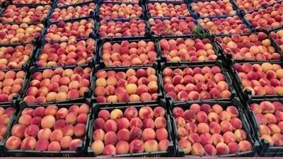 أسعار الفاكهة اليوم، الخوخ يسجل 50 جنيهًا في سوق العبور 