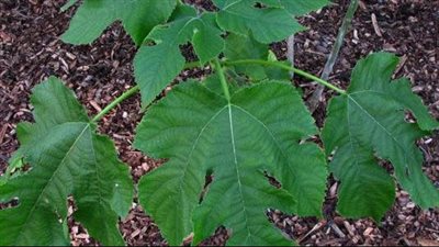 فوائد ورق التوت، يقوى المناعة ويعزز صحة القلب وينظم الهضم