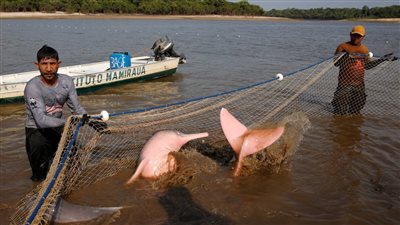 علماء يدرسون تأثير تغير المناخ على دلافين الأمازون الوردية