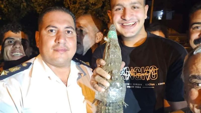 لحظة ضبط تمساح البدرشين،