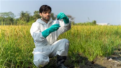 اكتشاف أساليب زراعية متقدمة في أوروبا قبل 7 آلاف سنة