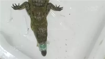 لجنة طبية لفحص تمساح البدرشين بعد نقله لحديقة حيوانات بني سويف