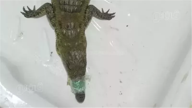 تمساح البدرشين، فيتو