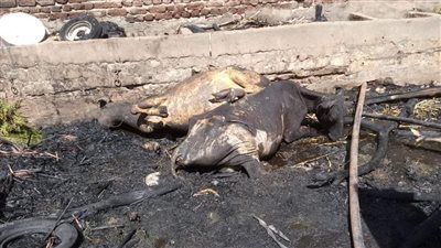 ماس كهربائي وراء حريق حظيرة مواشي في الأقصر (صور)