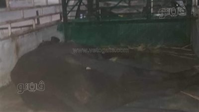 رفع شعار خلي الفقير ياكل، جزار يبيع لحوم عجول مريضة بالأقصر والأهالي يلقنونه علقة ساخنة 