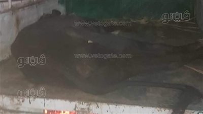 الطب البيطري بالأقصر يحسم الجدل بشأن عجل إسنا 