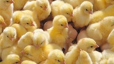 قفزة جديدة في سعر الكتكوت الأبيض اليوم الأحد 