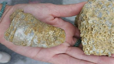 العثور على آثار بحر دافئ قديم غرب سيبيريا 