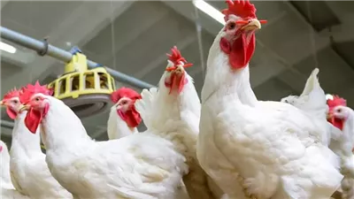 أخبار الاقتصاد اليوم: انخفاض أسعار الدواجن.. مفاجأة بخصوص الدولار والسوق السوداء قريبًا.. وتجديد تعيين أحمد الشيخ رئيسا للبورصة المصرية