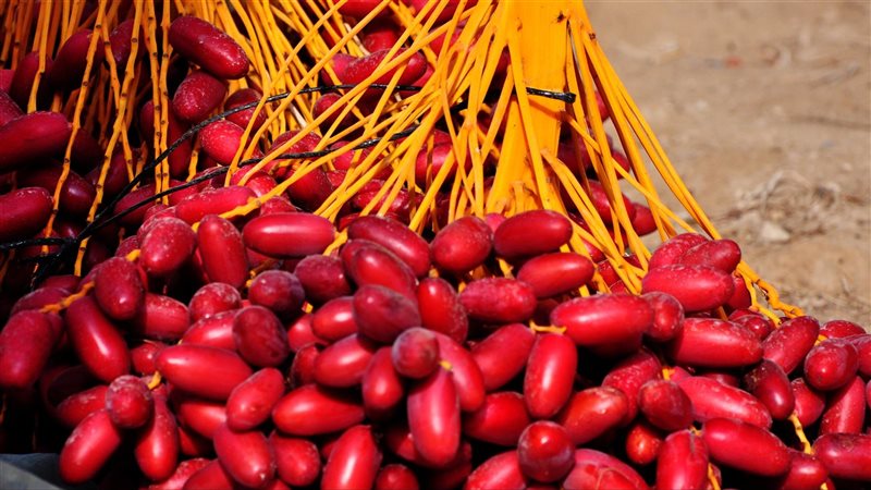 البلح الأحمر وفوائده